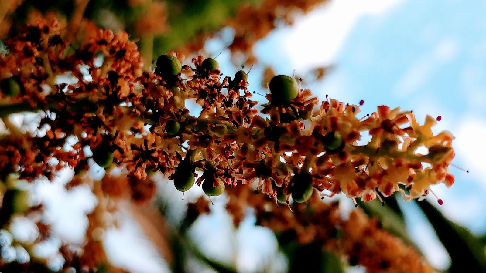Yellow spring pollen on a flower — the peak allergen load Alabama HVAC filters must capture during pollen season