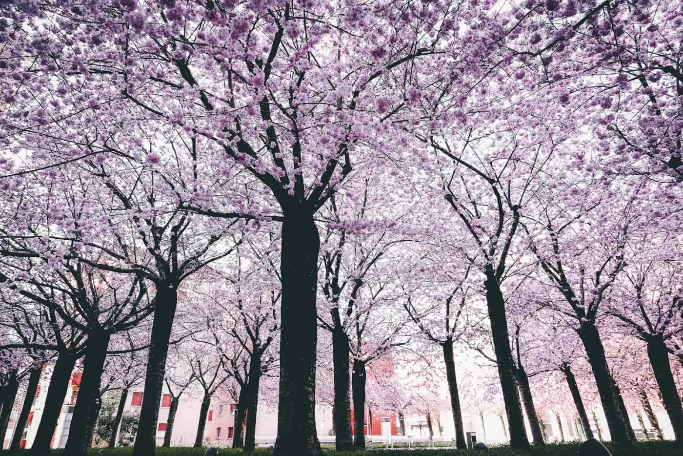 Spring trees in bloom signaling the start of cooling season in East Alabama — the cue to run a spring HVAC checklist
