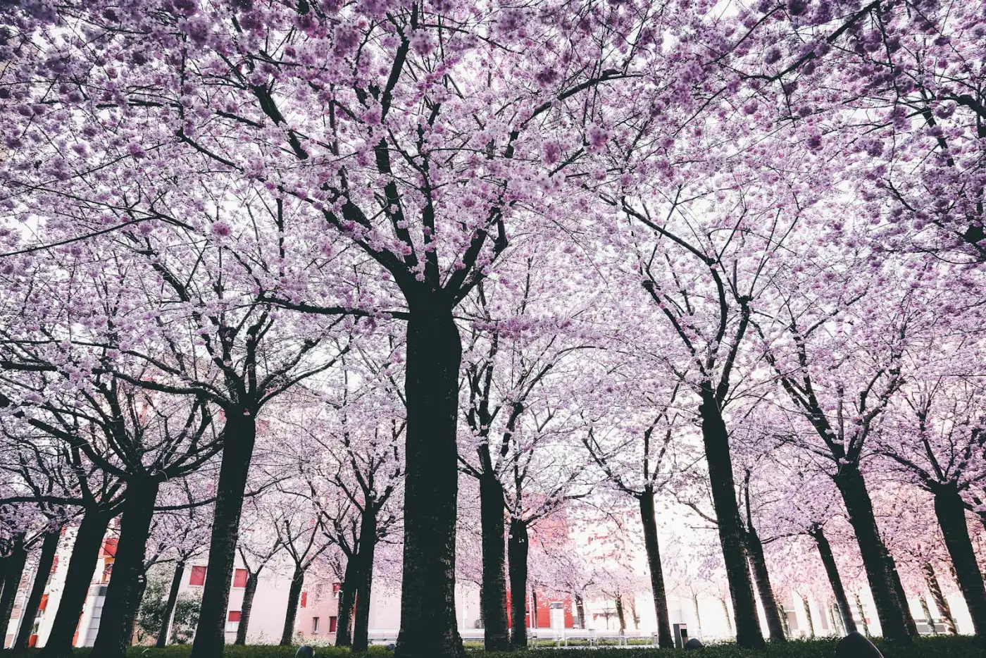 Spring trees in bloom signaling the start of cooling season — the cue East Alabama homeowners use to run a spring HVAC checklist before summer heat arrives